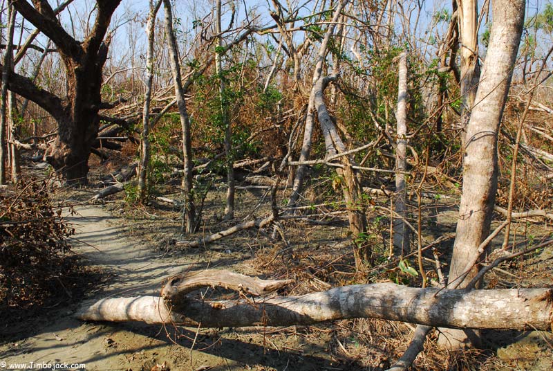 Bangladesh_Sundarbans_049.jpg