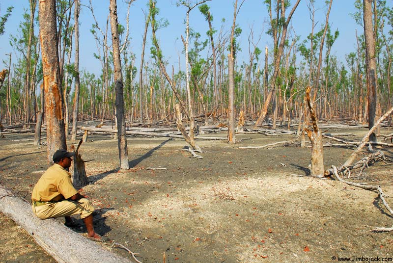Bangladesh_Sundarbans_074.jpg