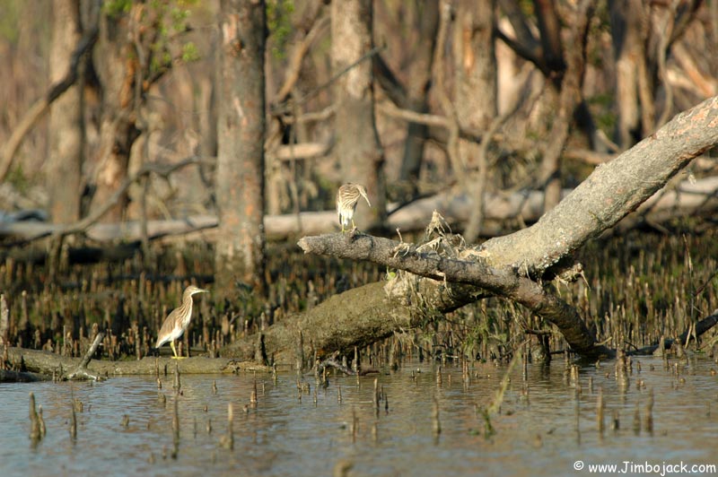 Bangladesh_Sundarbans_090.jpg