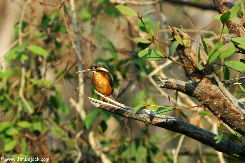 Bangladesh_Sundarbans_092.jpg