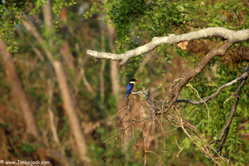 Bangladesh_Sundarbans_093.jpg