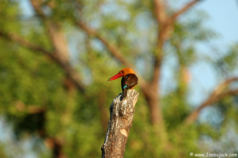 Bangladesh_Sundarbans_094.jpg