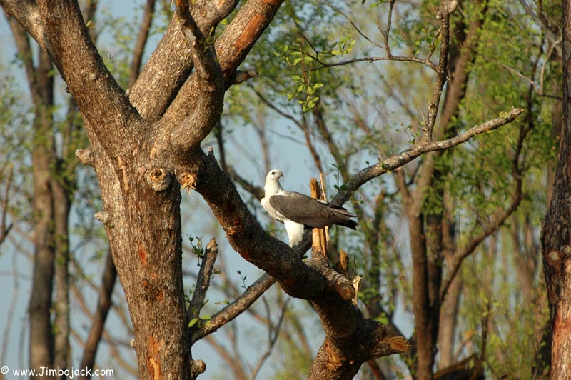 Bangladesh_Sundarbans_102.jpg