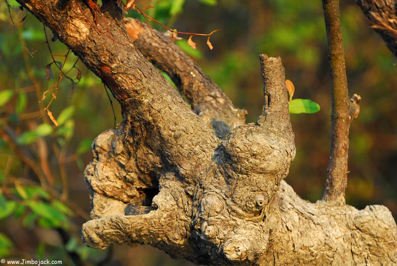 Bangladesh_Sundarbans_125.jpg