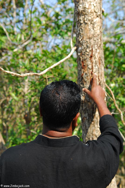 Bangladesh_Sundarbans_131.jpg
