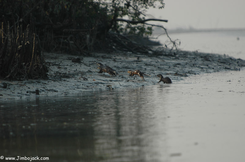 Bangladesh_Sundarbans_136.jpg