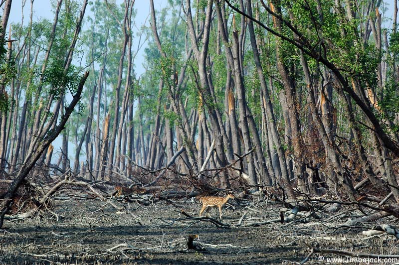 Bangladesh_Sundarbans_140.jpg