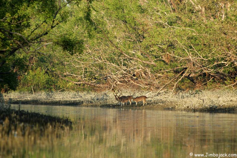 Bangladesh_Sundarbans_143.jpg