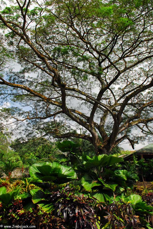 Singapore_Botanic_001.jpg