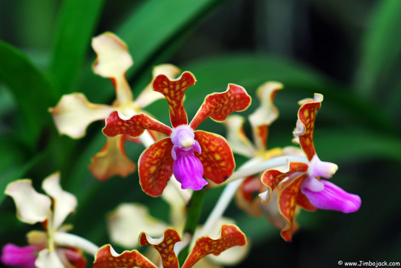 Singapore_Botanic_006.jpg