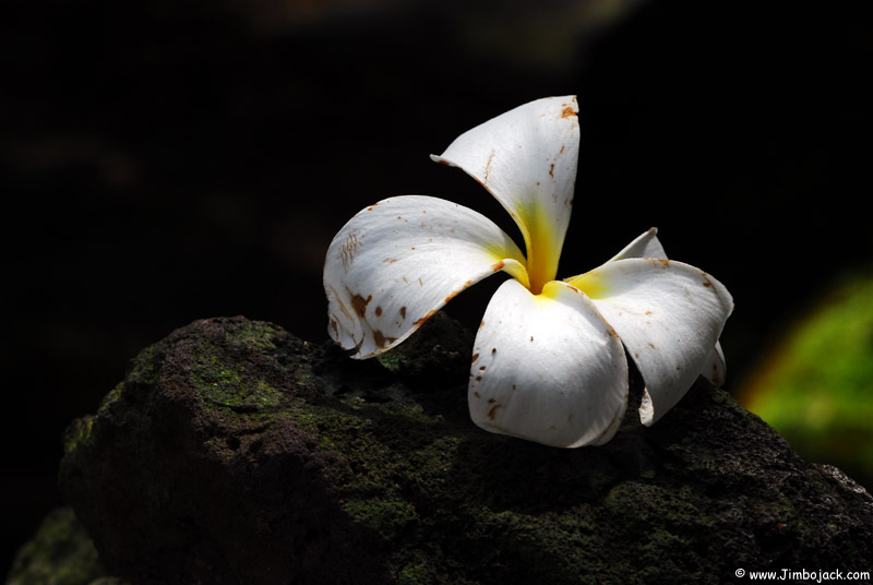 Singapore_Botanic_010.jpg