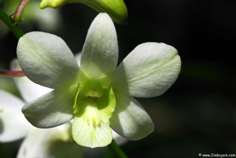 Singapore_Botanic_012.jpg