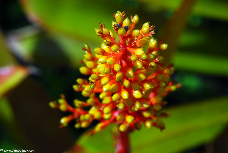 Singapore_Botanic_017.jpg