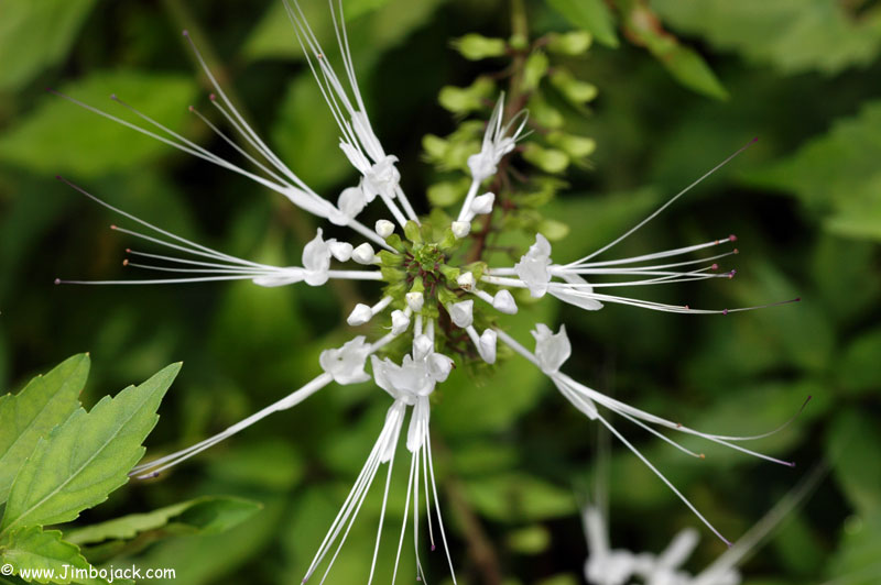 Singapore_Botanic_029.jpg