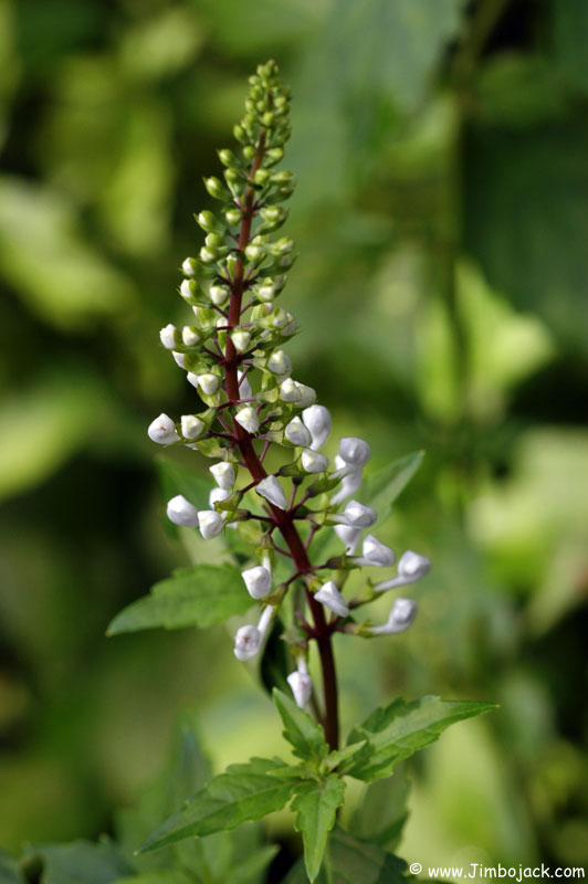 Singapore_Botanic_030.jpg