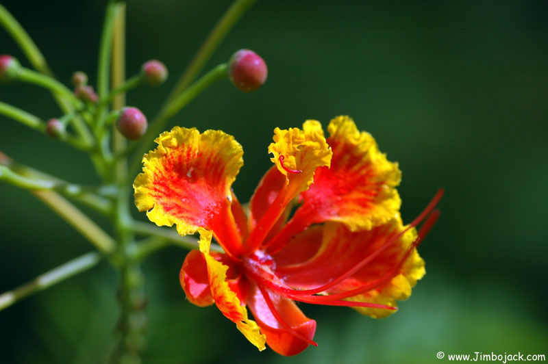 Singapore_Botanic_031.jpg