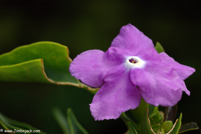 Singapore_Botanic_034.jpg