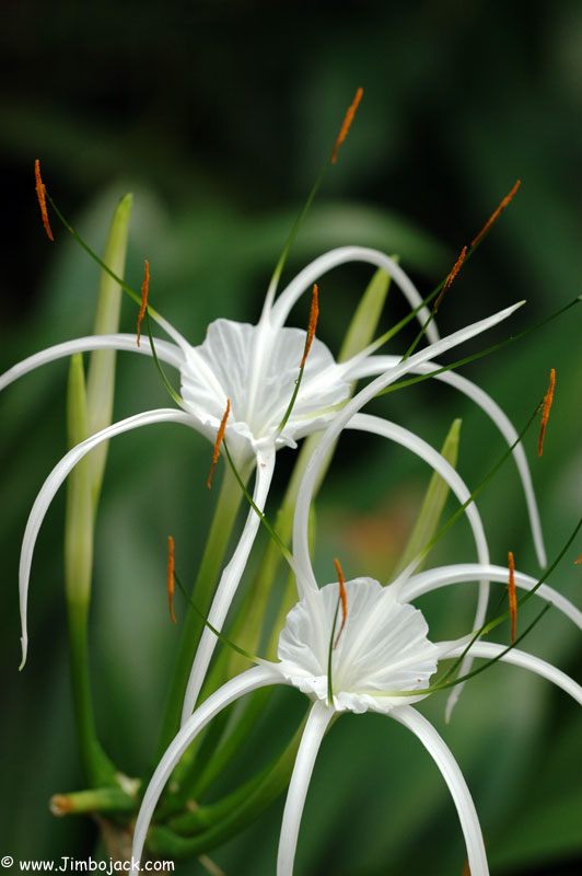 Singapore_Botanic_040.jpg