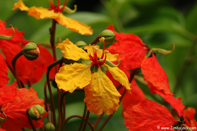 Singapore_Botanic_042.jpg