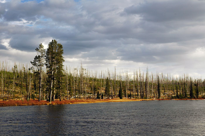 Yellowstone_NP_006