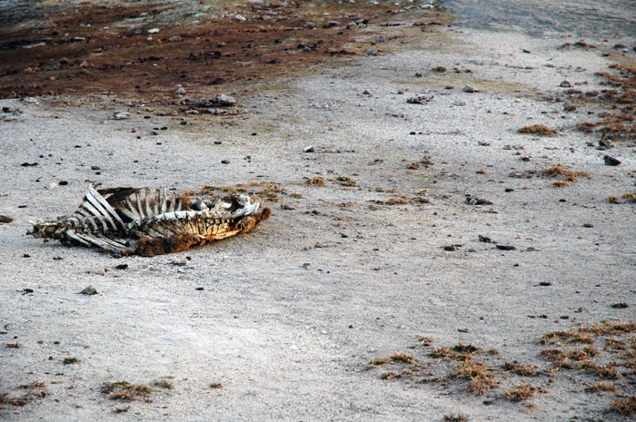 Yellowstone_NP_024