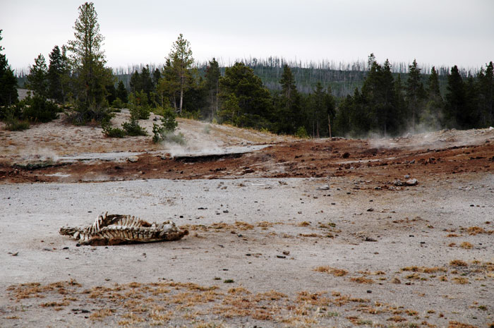 Yellowstone_NP_036