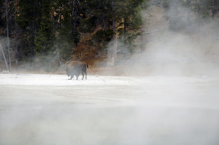 Yellowstone_NP_083