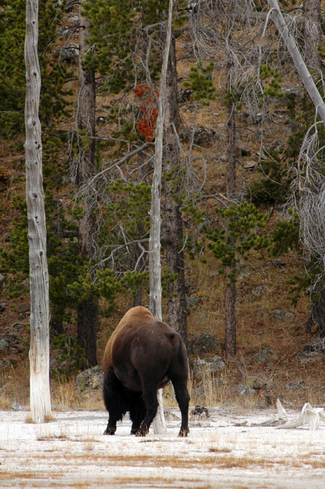 Yellowstone_NP_084