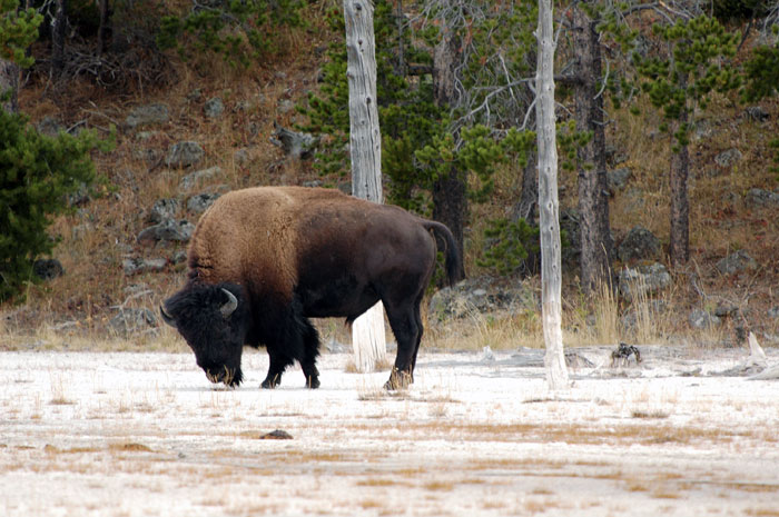 Yellowstone_NP_085