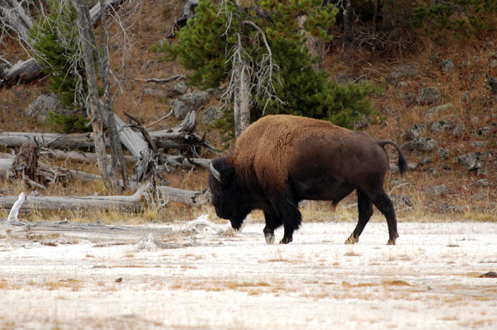 Yellowstone_NP_086