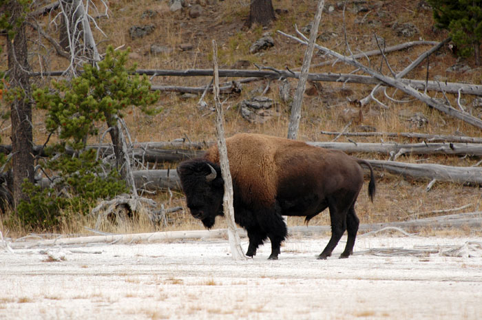 Yellowstone_NP_087