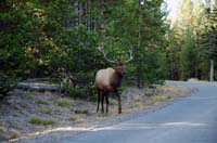 Yellowstone_NP_009