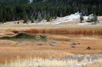 Yellowstone_NP_106