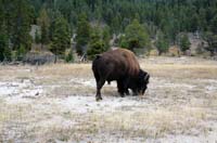 Yellowstone_NP_114