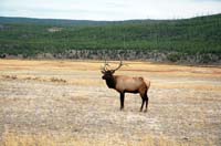 Yellowstone_NP_115