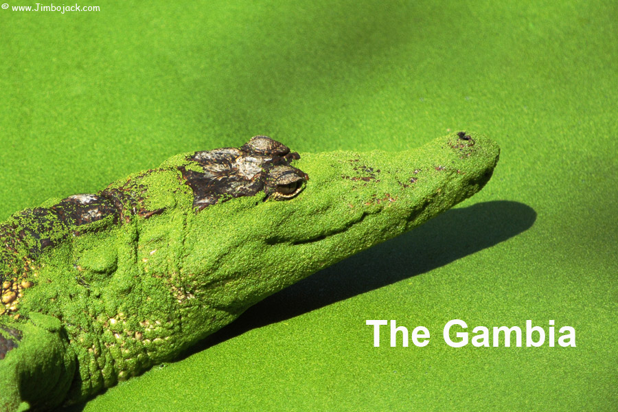 Index - The Gambia - Katchikali Crocodile, Bakau
