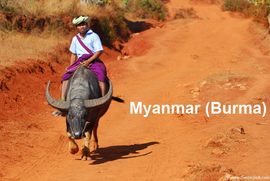 Index - Myanmar (Burma) - Man on water buffalo heading back from Inle Lake