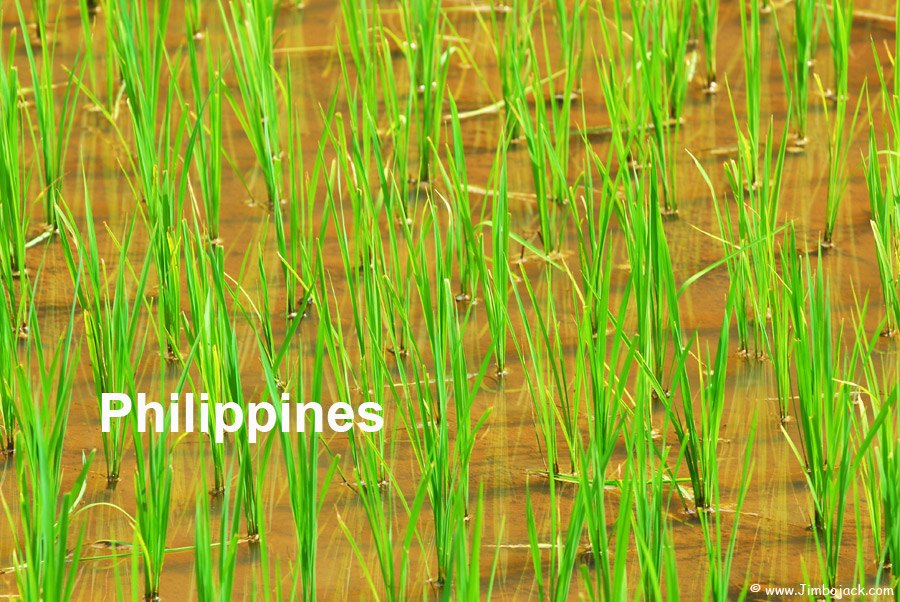 Index - Philippines - Rice field in the Sagada Mountain Province