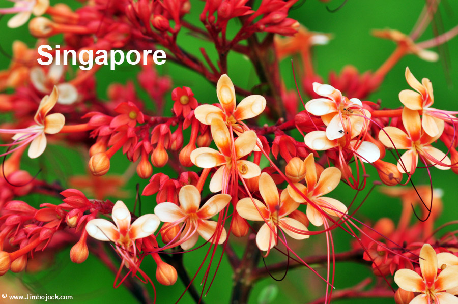 Index - Singapore - Flowers, Botanical Gardens