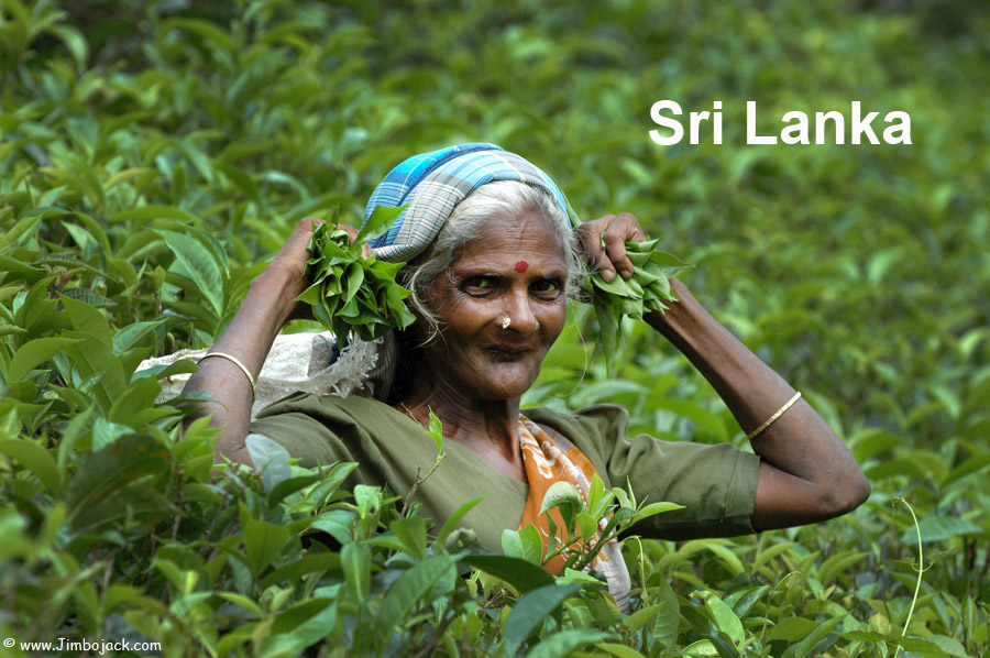 Index - Sri Lanka - Woman harvesting tea, Nuwara Eliya